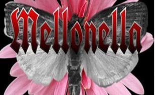 Вечеринка с группой «Mellonella» в баре Spot - 19 января 2014