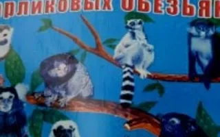Выставка карликовых обезьян в ТЦ Novus