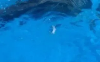 Пресс-конференция по случаю Международного дня Черного моря