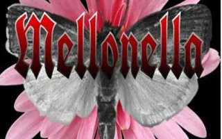 Вечеринка с группой «Mellonella» в баре Spot - 19 января 2014