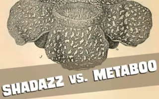 Концерт групп «Shadazz» и «Metaboo» в баре Spot