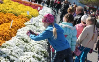 ​Выставка-продажа «Бал хризантем» на Приморском бульваре. Открытие