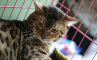 Выставка кошек «Валентинка для кота»