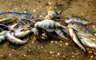 Открытый Кубок Севастополя по ловле спиннингом с берега в море
